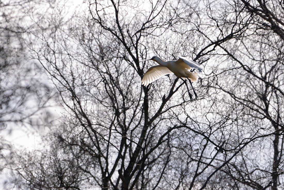 Lepelaar (Platalea leucorodia) 3-2017 7000