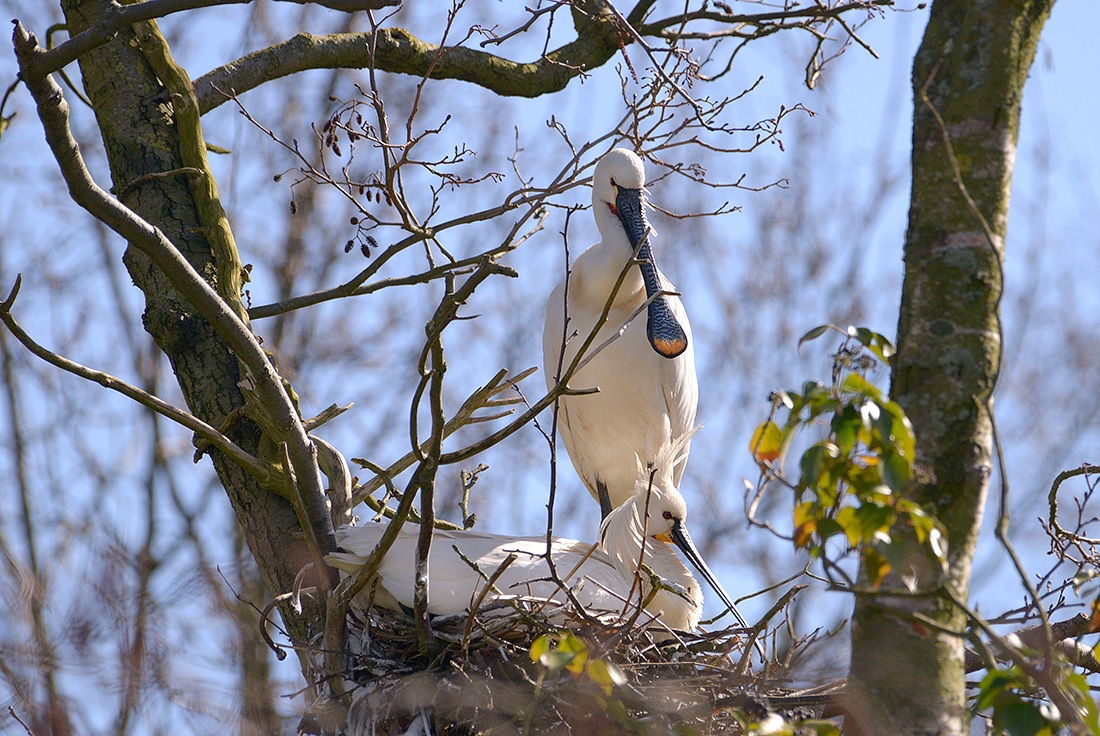 Lepelaar (Platalea leucorodia) 3-2017 7090
