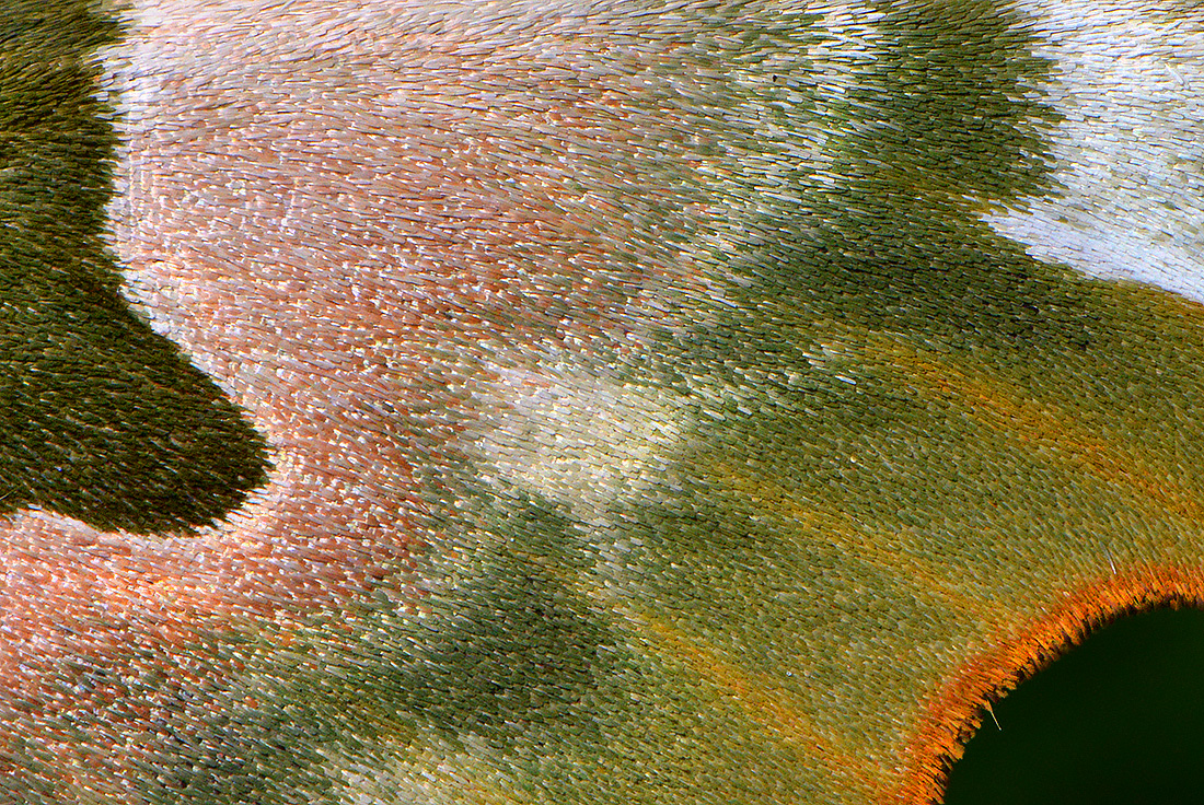 Lindepijlstaart (Mimas tiliae) 5-2017 0807