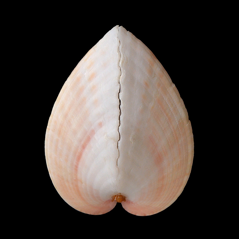 Lunulicardia hemicardia 9-2016 1929