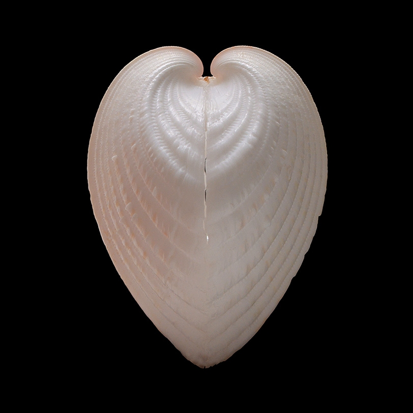 Lunulicardia hemicardia 9-2016 1940