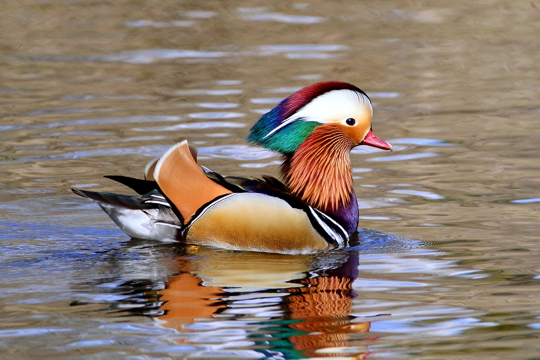 Mandarijneend (Aix galericulata)4-2016 7880