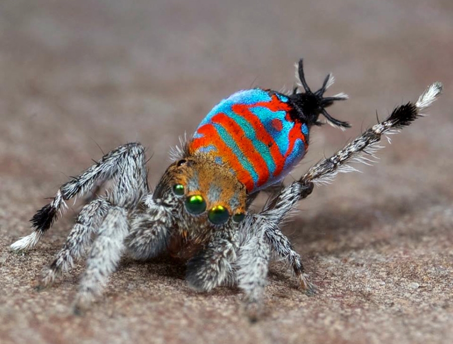 Maratus jactatus