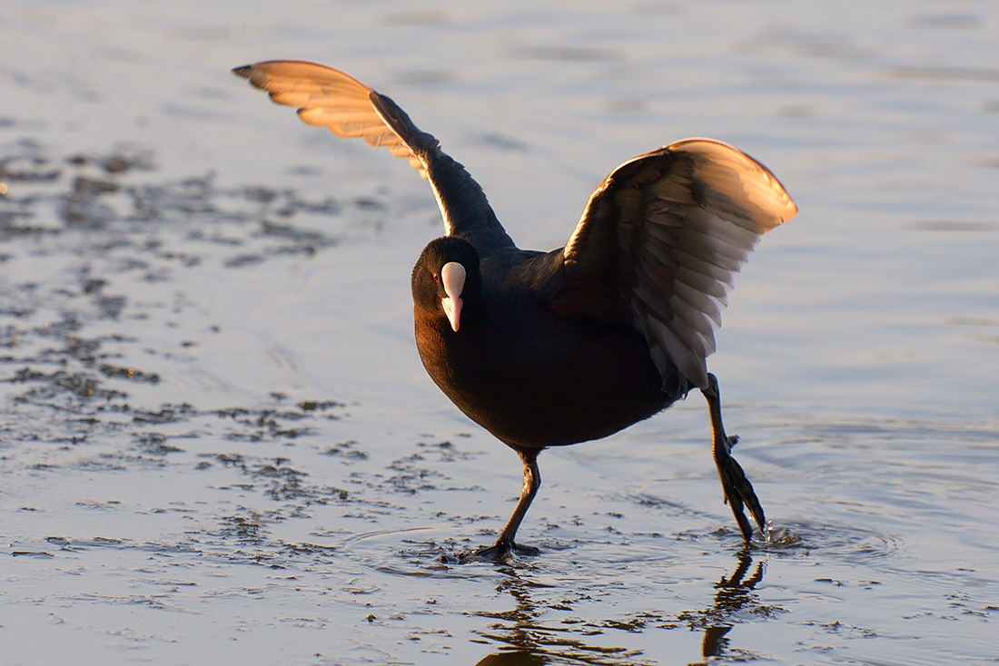 Meerkoet (Fulica atra) 1-2017 4283