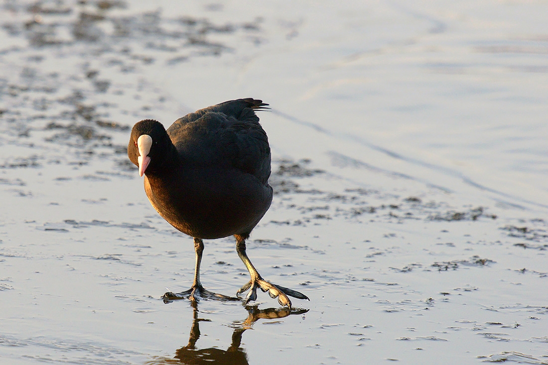 Meerkoet (Fulica atra) 1-2017 4289