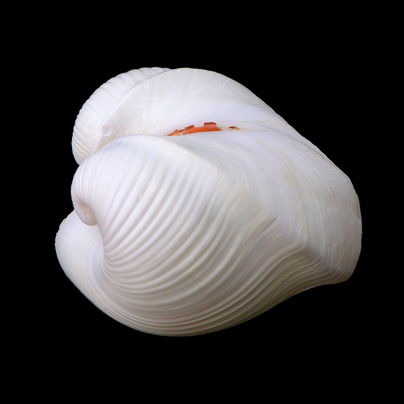 Meiocardia moltkiana 5-2017 0849