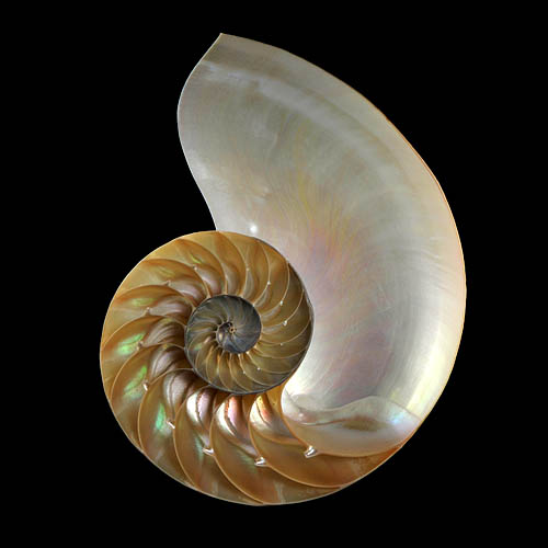 Nautilus 4238