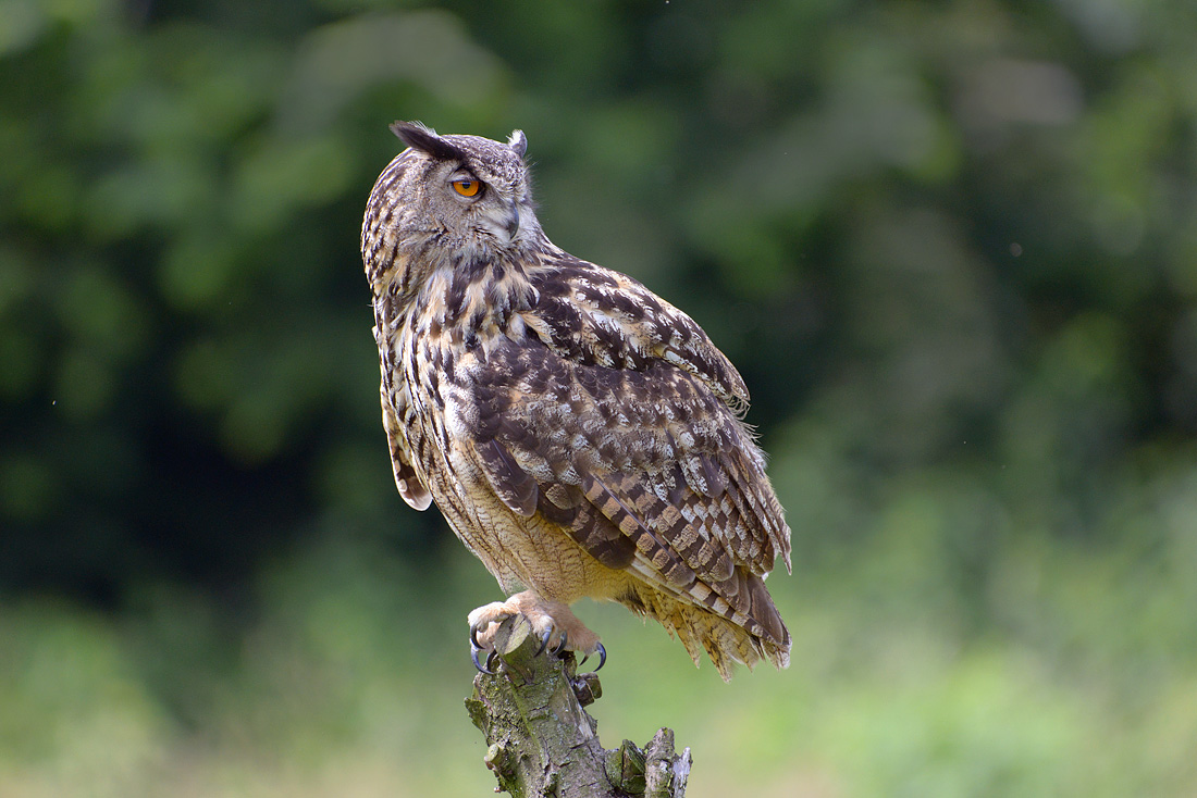 Oehoe (Bubo bubo) 6-2016 0719