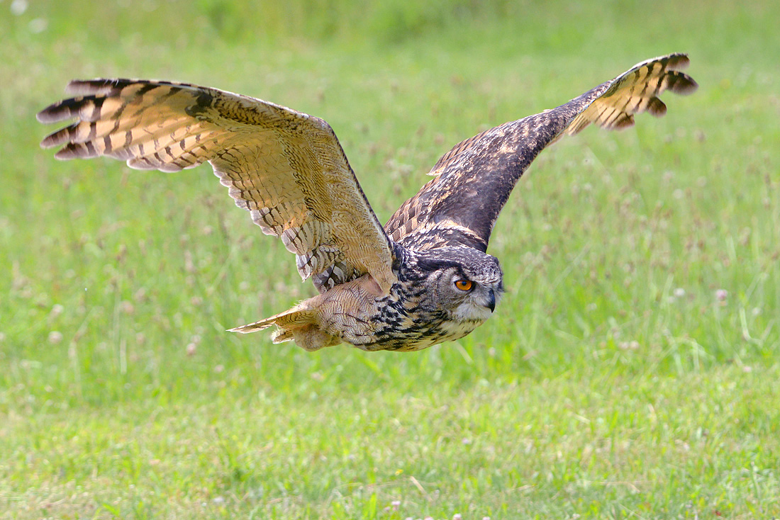 Oehoe (Bubo bubo) 6-2016 0749