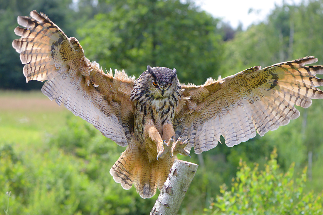 Oehoe (Bubo bubo) 6-2016 0794