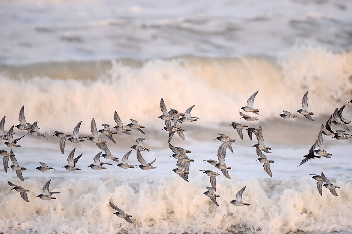 Paarse Strandloper (Calidris maritima) 2-2018 1001