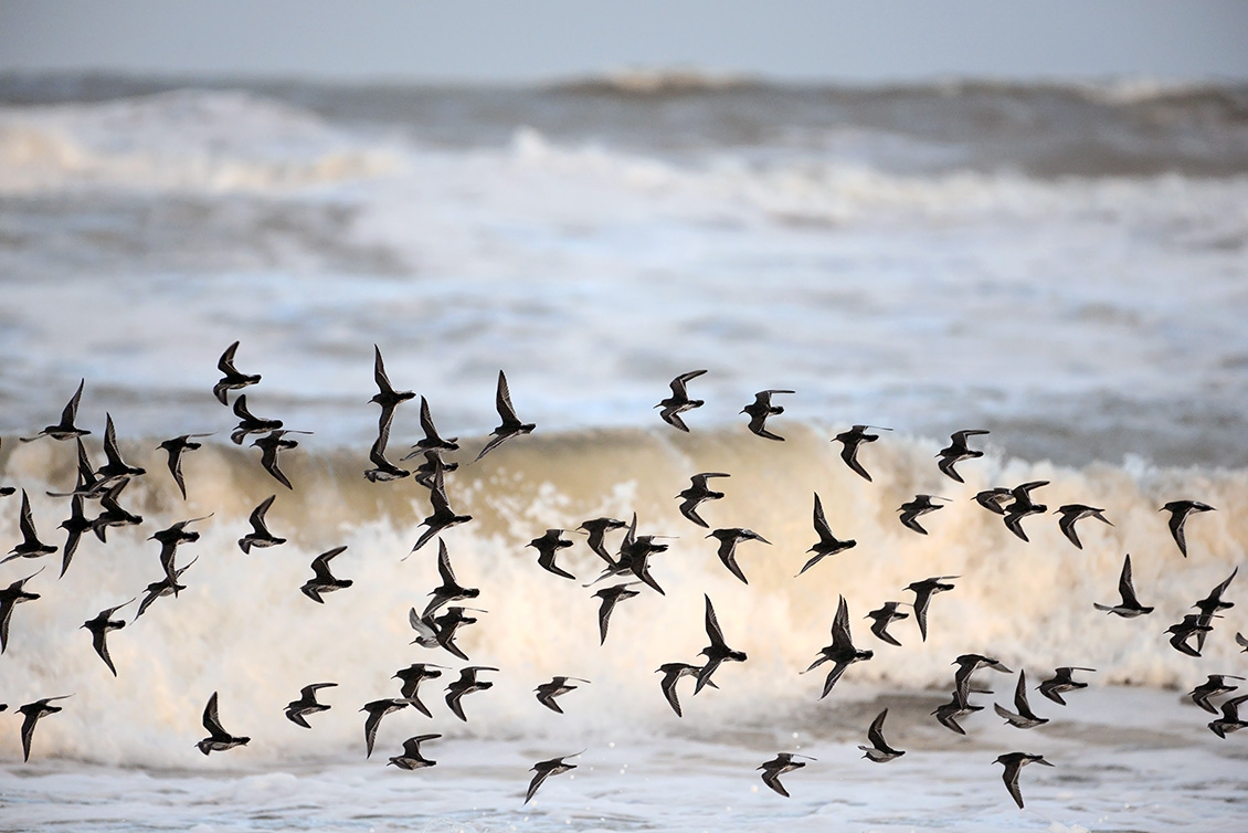 Paarse Strandloper (Calidris maritima) 2-2018 1002
