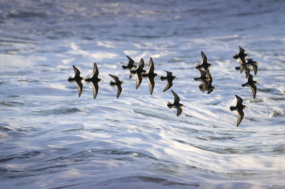 Paarse Strandloper (Calidris maritima) 2-2018 1150