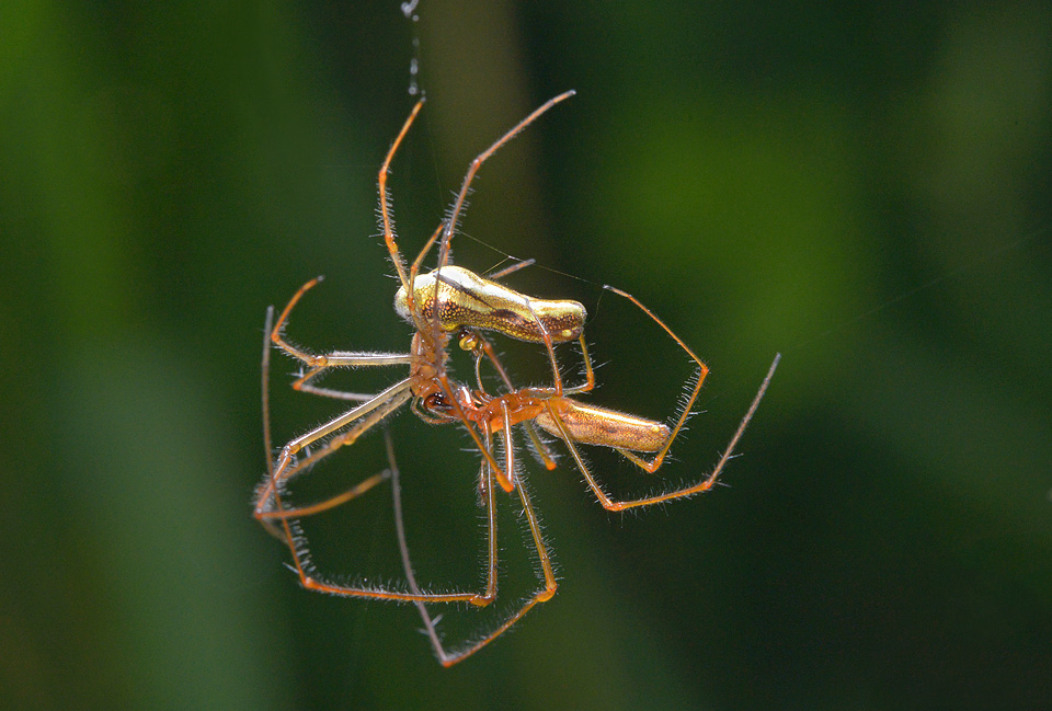 Parende strekspinnen (Tetragnatha extensa) 5-2014 9650