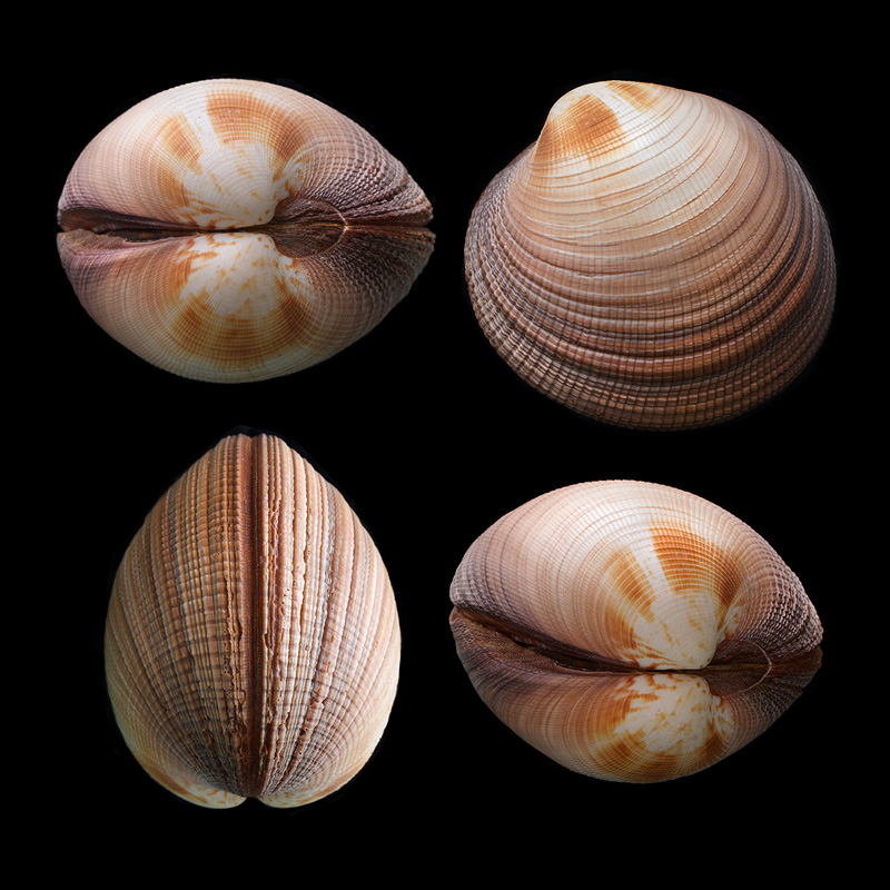 Periglypta magnifica 1-2015 1554-1560