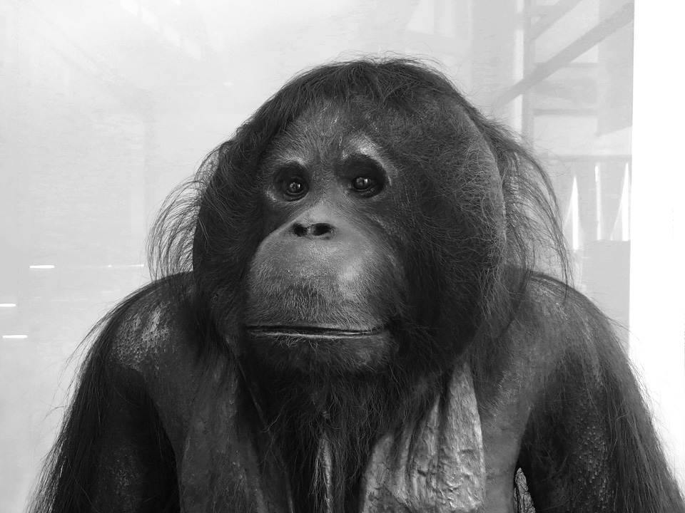 Piku nhm-rotterdam 8-2014 3530