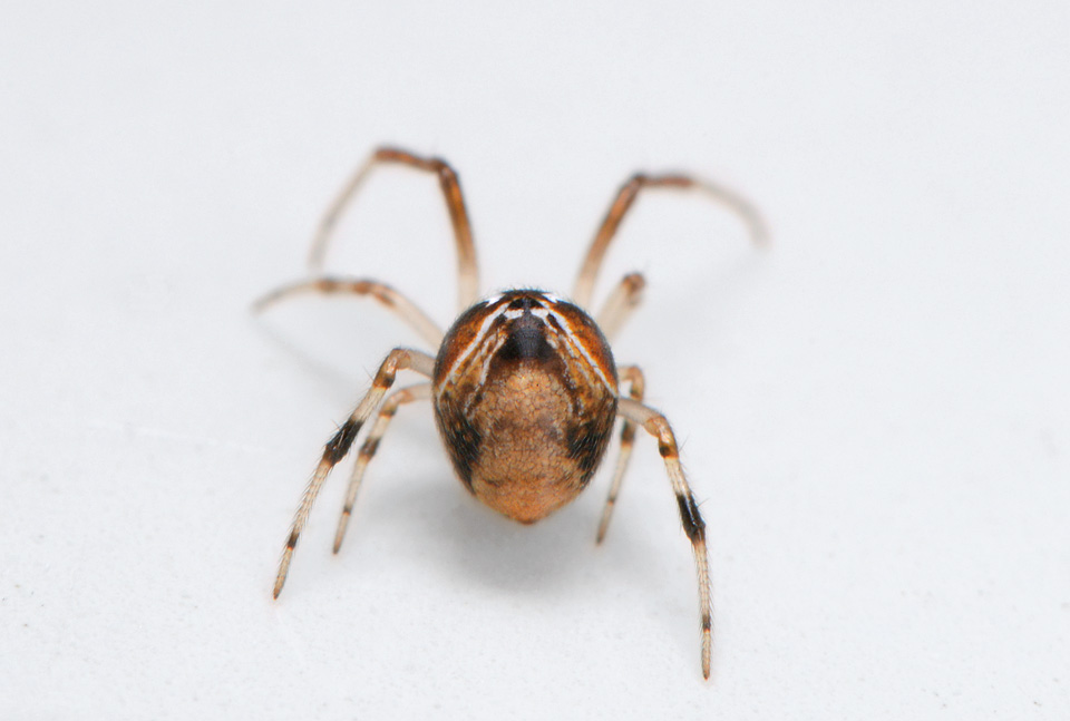 Prachtkogelspin (Parasteatoda lunata) 6-2015 2740