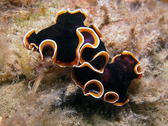 Pseudobiceros hancockanus