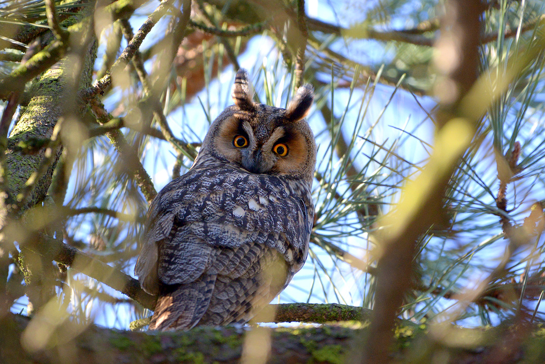 Ransuil (Asio otus) 1-2015 4790