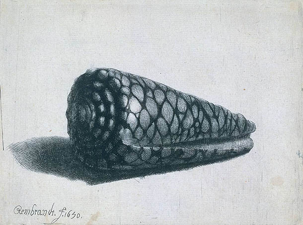 Rembrandt Conus marmoreus