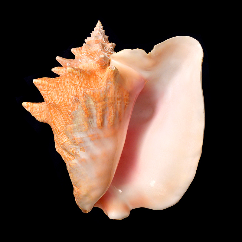 Reuzen Vleugelhoorn (Strombus gigas, Lobatus gigas) 7-2015 3049