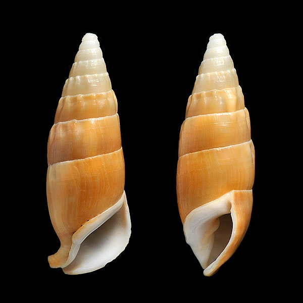 Rhinoclavis vertagus 2013