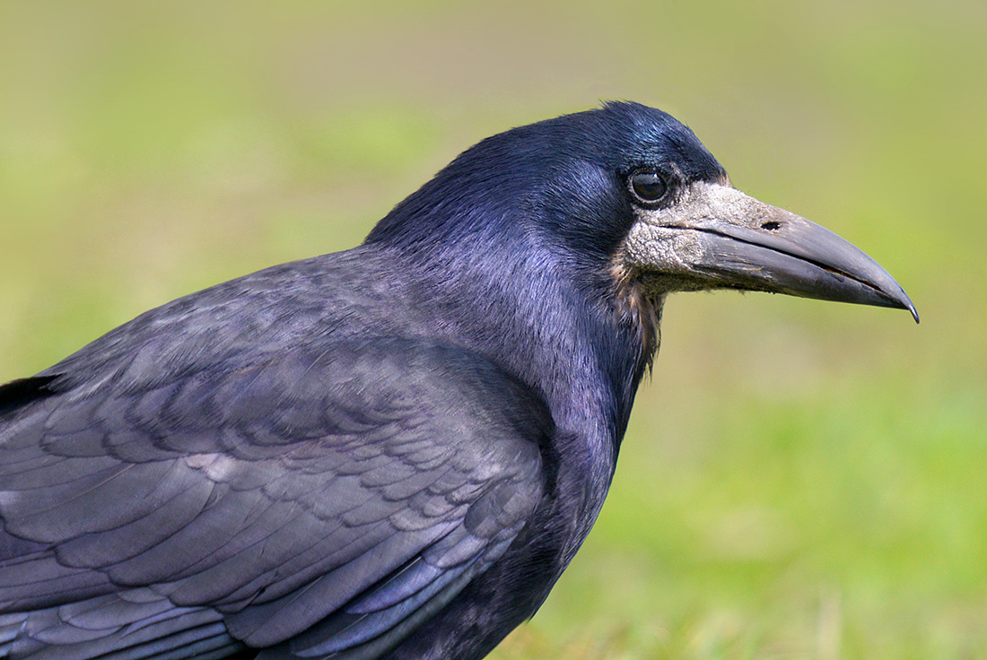 Roek (Corvus frugilegus) 4-2017 0469