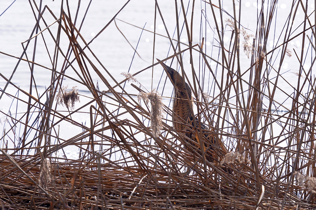 Roerdomp (Botaurus stellaris)  2-2017 5212