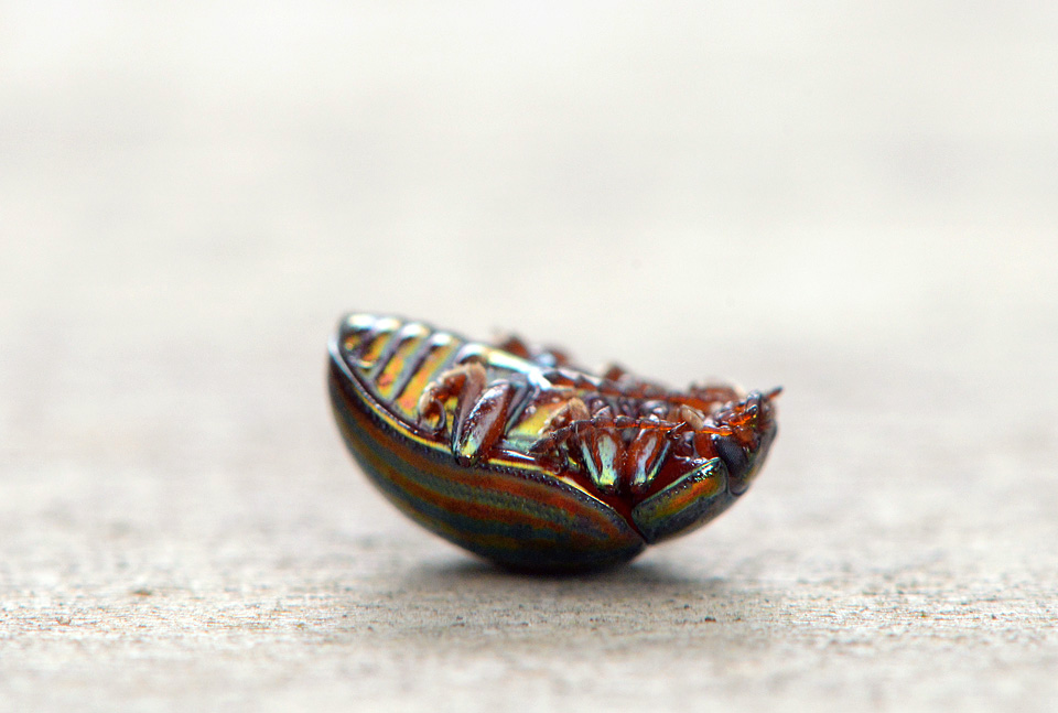 Rozemarijngoudhaantje (Chrysolina cerealis) 9-2015 3870