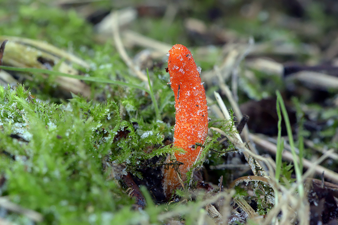 Rupsendoder (Cordyceps militaris) 11-2016 3231
