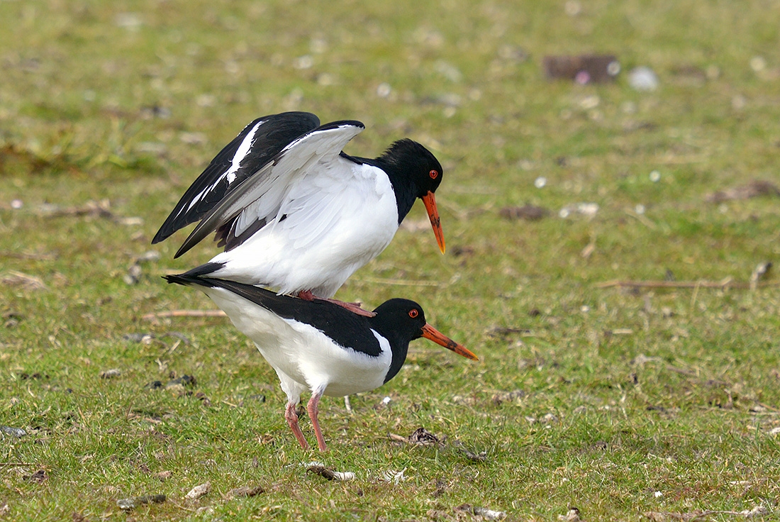Scholekster (Haematopus ostralegus) 4-2017 0019