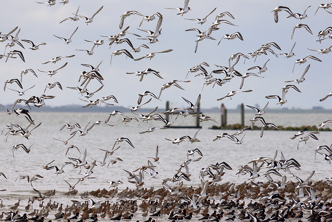 Scholekster (Haematopus ostralegus) 4-2017 0409