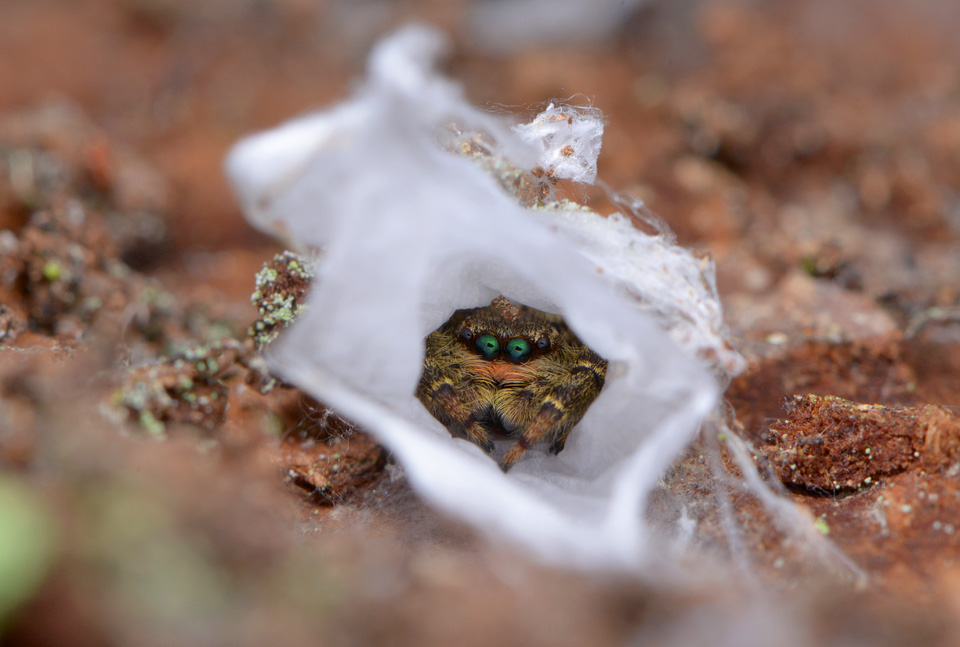 Schorsmarpissa (Marpissa muscosa) 2-2015 1866