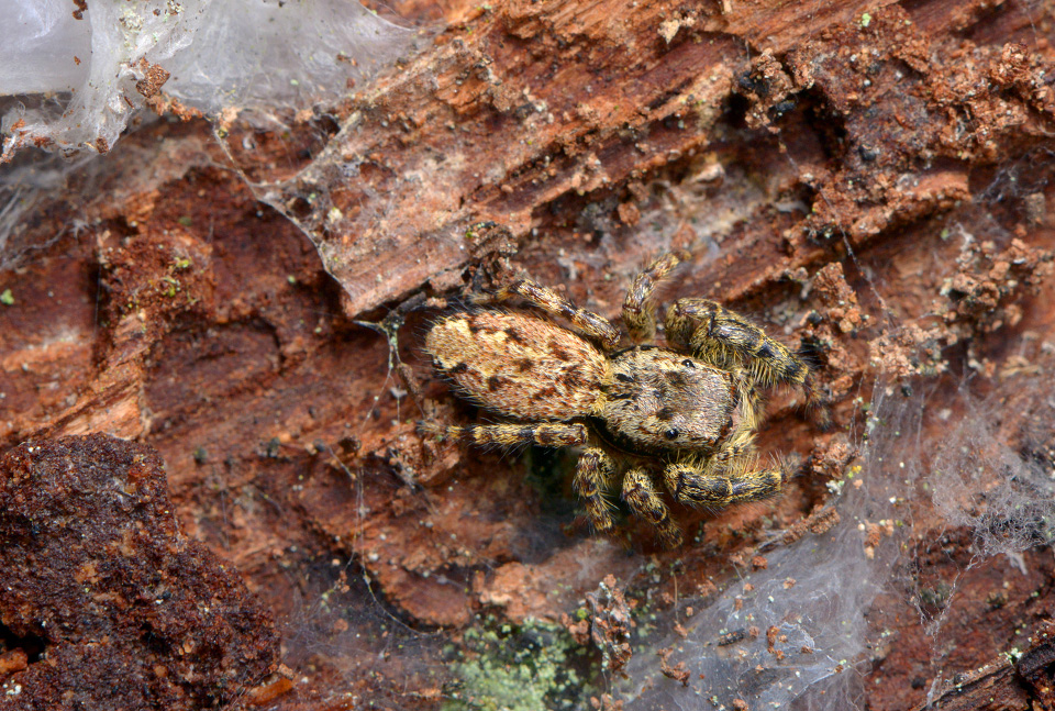 Schorsmarpissa (Marpissa muscosa) 2-2015 1877