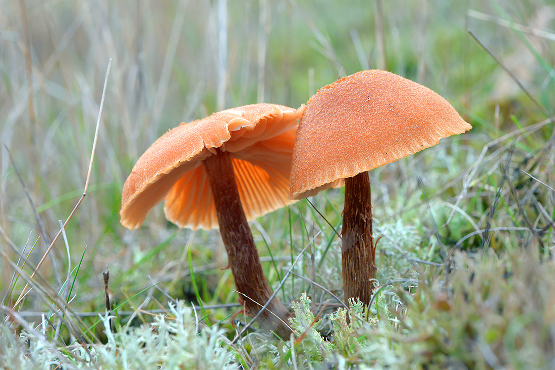 Schubbige Fopzwam (Laccaria proxima) 10-2016 2980