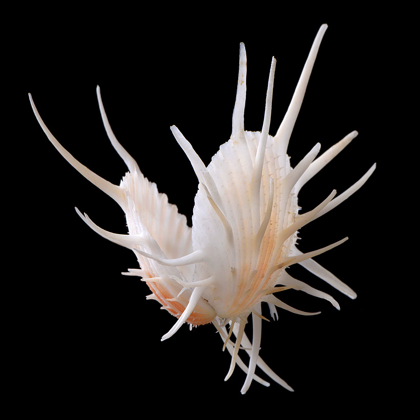 Spondylus imperialis 5-2016 9405