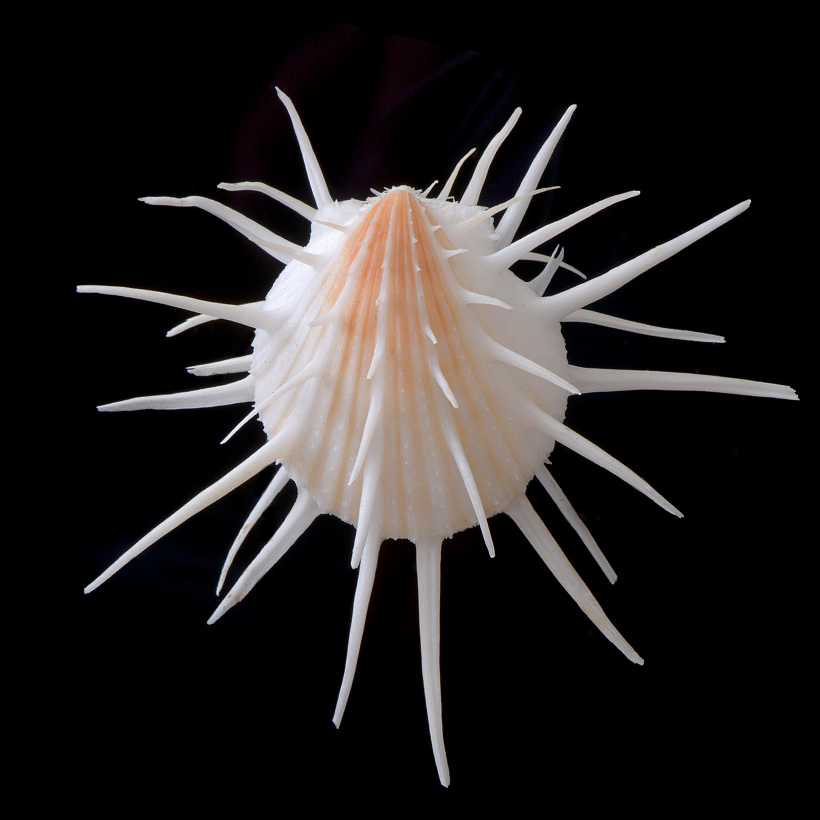 Spondylus imperialis 5-2016 9408-