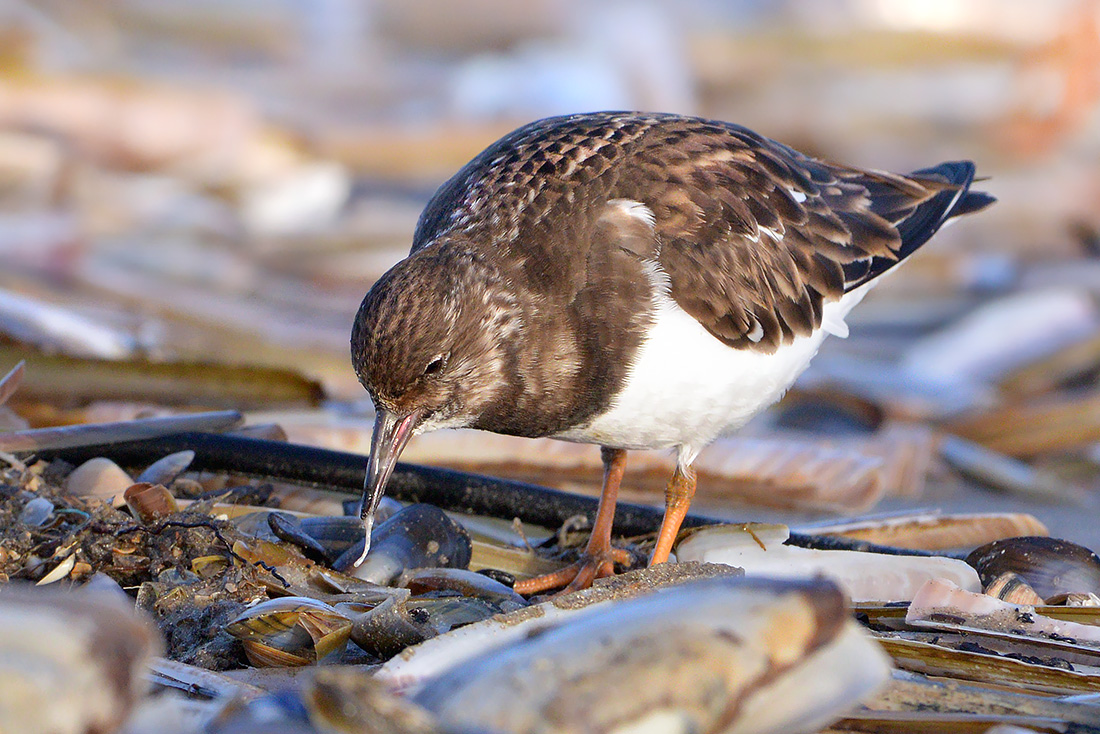 Steenloper (Arenaria interpres) 3-2017 5629