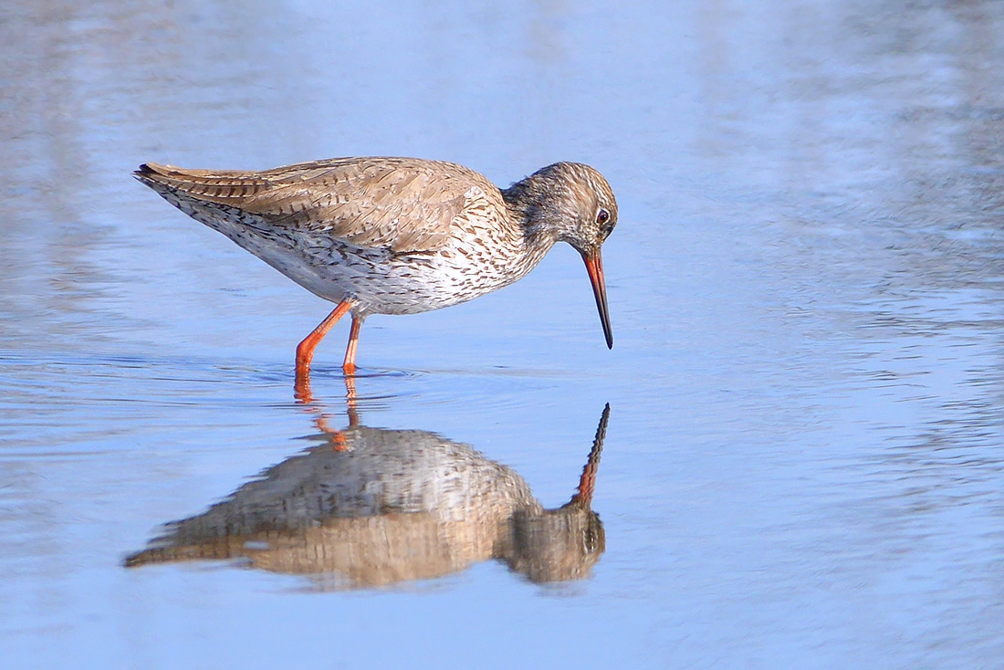 Tureluur (Tringa totanus) 3-2017 6690