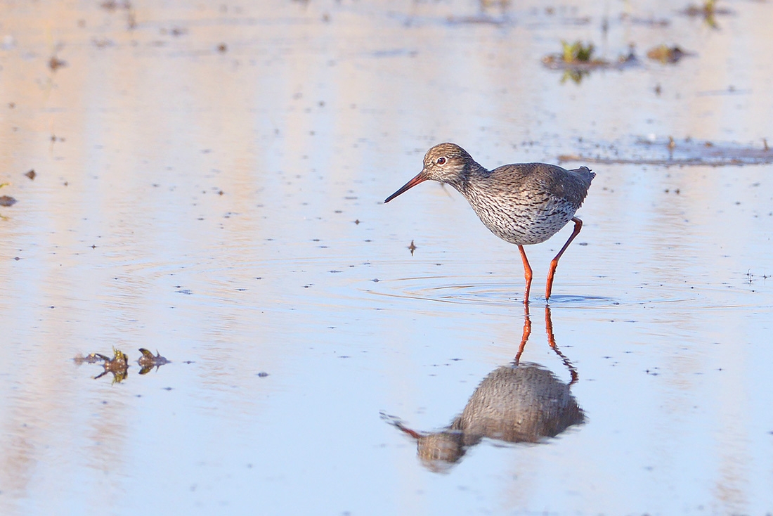 Tureluur (Tringa totanus) 3-2017 6731