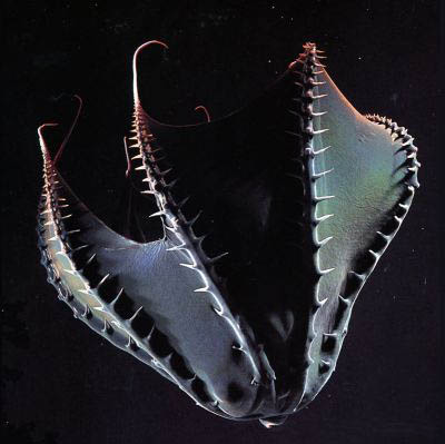 Vampierinktvis verdedigingsbeweging