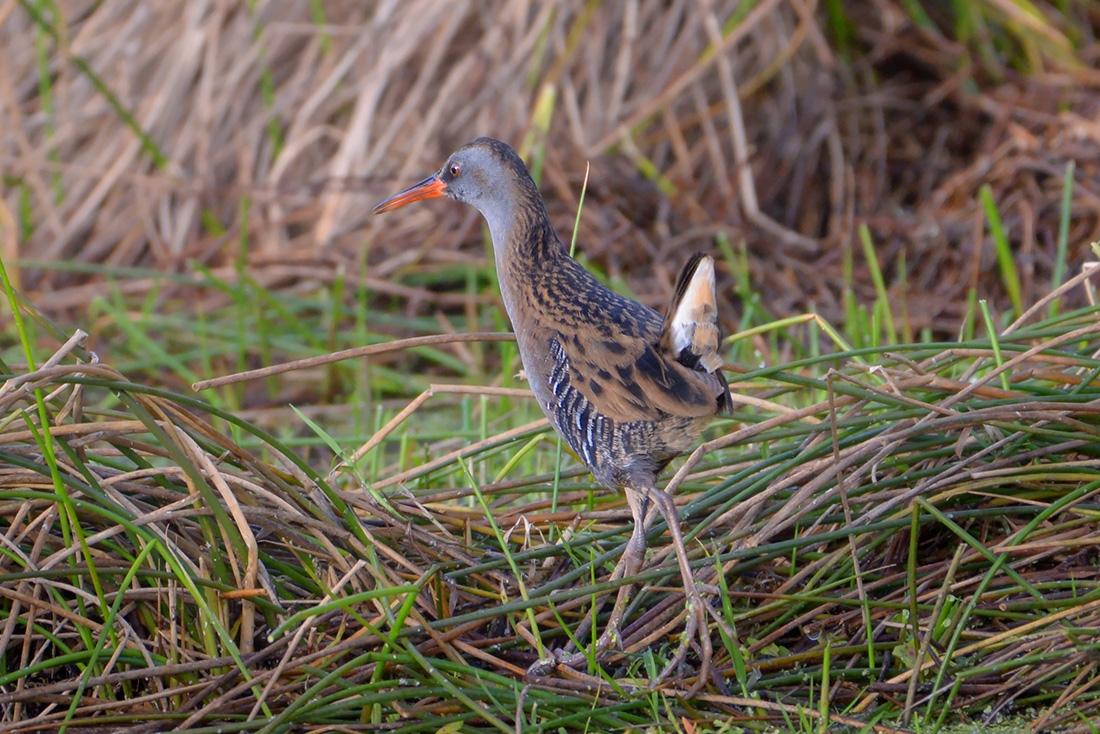 Waterral (Rallus aquaticus) 1-2017 3674