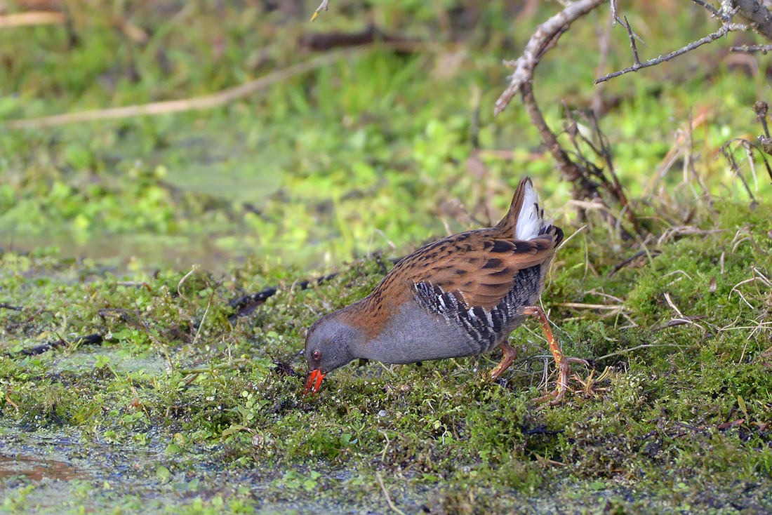 Waterral (Rallus aquaticus) 1-2017 3682
