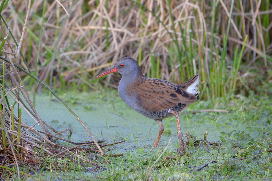 Waterral (Rallus aquaticus) 1-2017 3693