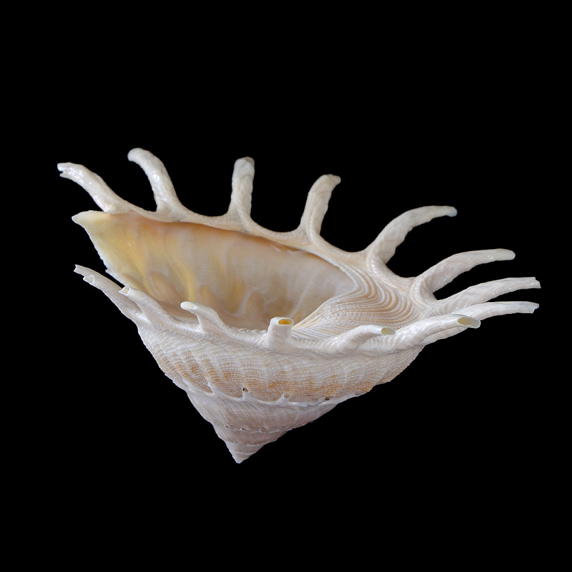 Zonne-kruiersslak (Stellaria solaris) 5-2016 9450