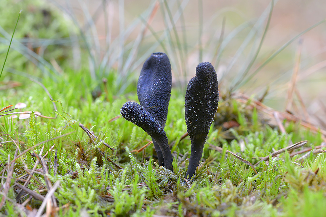 Zwarte Truffelknotszwam (Cordyceps ophioglossoides) 10-2016 2968