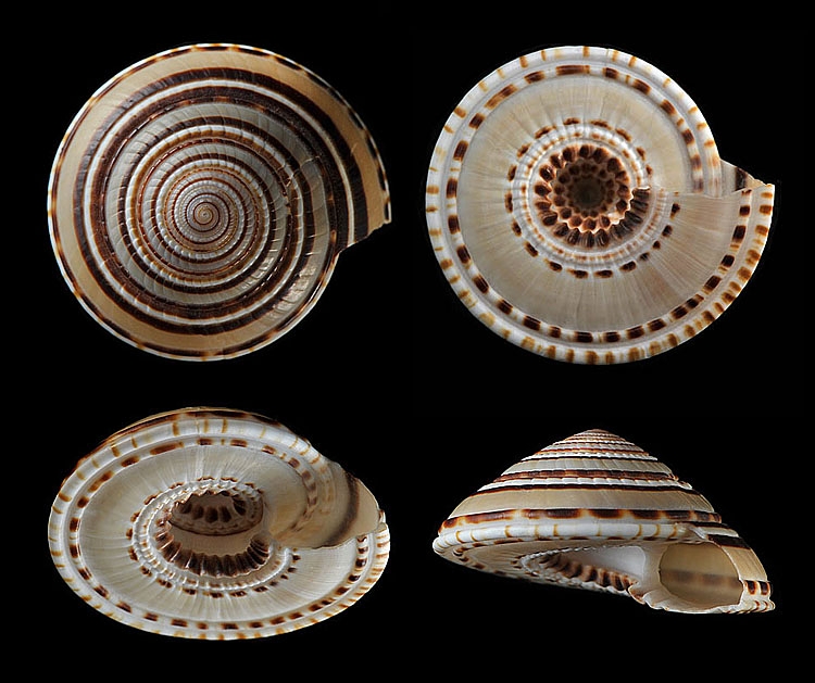 architectonica perspectiva 11-2012