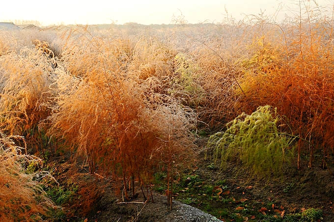 aspergeveld 11-2011 2969