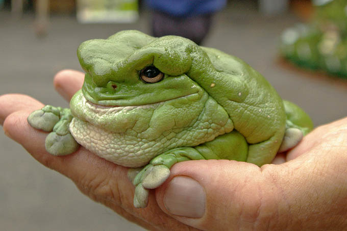 australische boomkikker (Litoria caerula)