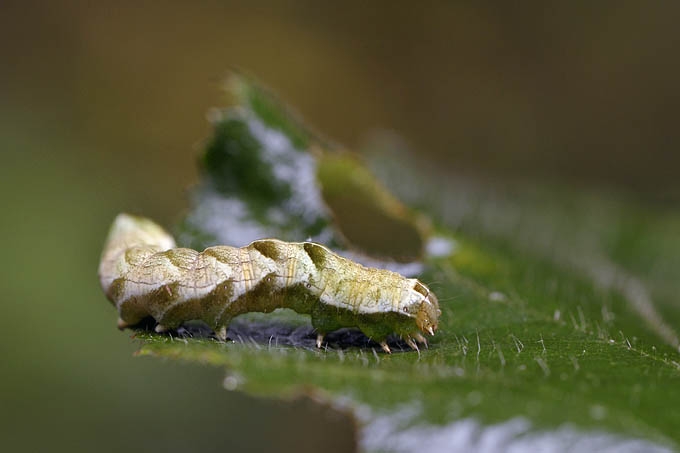 basterd hoornrupsvlinder (melanchra persicariae)